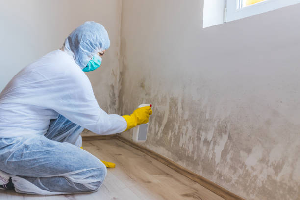 Licensed Basement Mold Remediation service in Mount Washington, KY - WQB Mold Removal