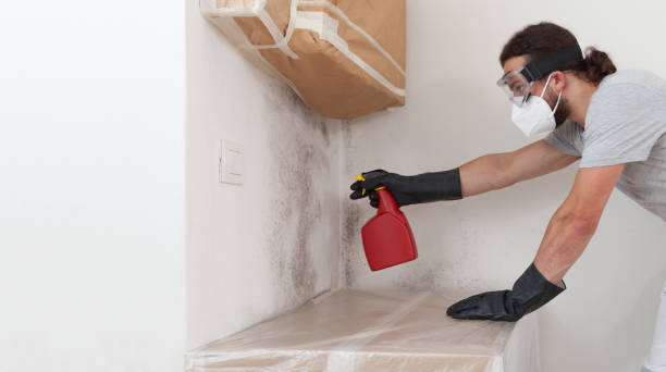 Professional Basement Mold Remediation technician working in Mount Washington, KY