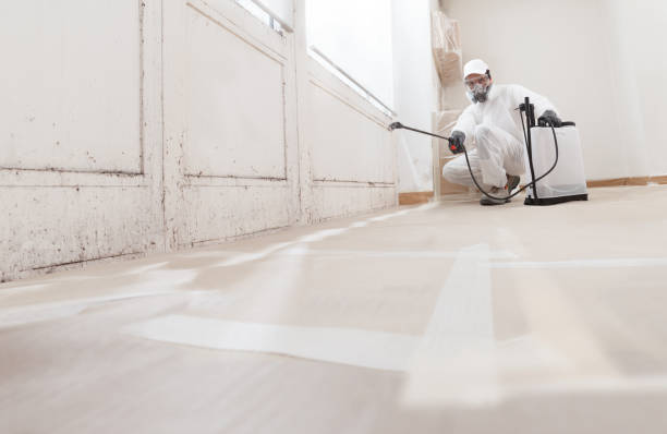 24/7 Emergency Basement Mold Remediation experts in Mount Washington, KY