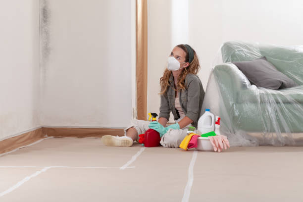 Reliable Basement Mold Remediation contractor in Mount Washington, KY by WQB Mold Removal