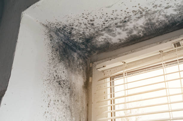 Affordable Basement Mold Remediation solutions in Mount Washington, KY